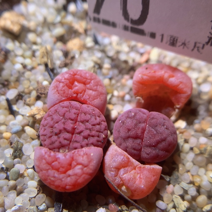 精品生石花220.70阿克