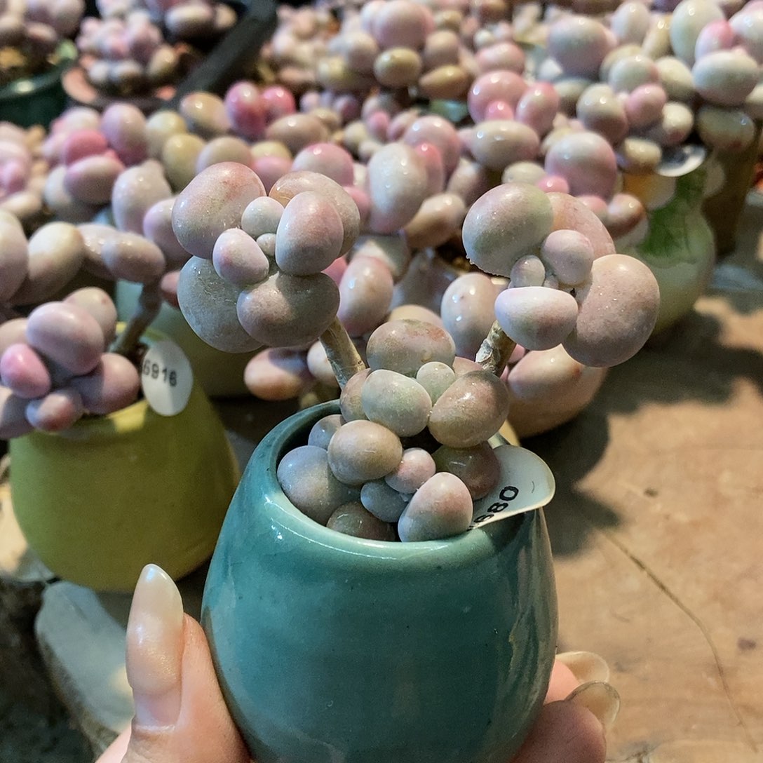 4680糖果腰子蛋带盆土