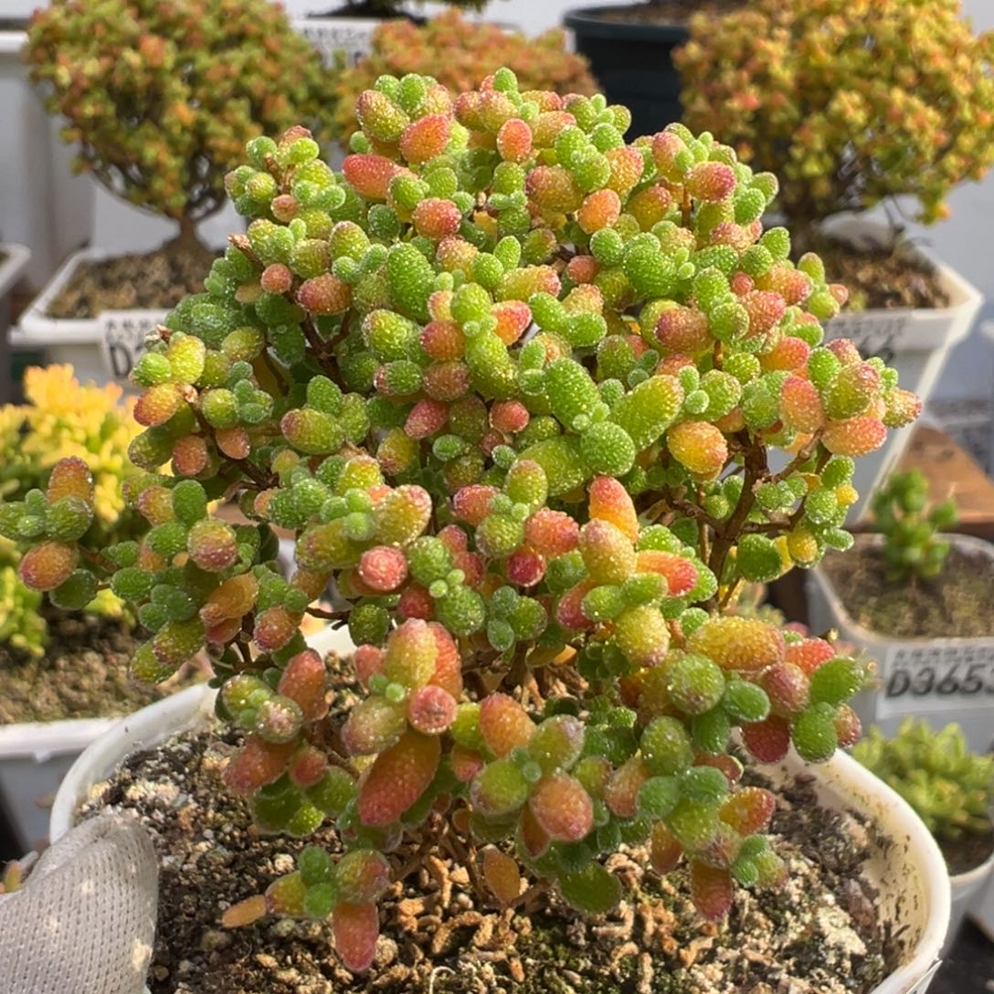 D3802蜜桔糖球枝干