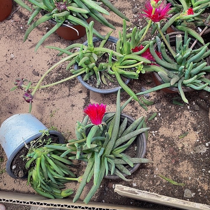 大奔龙带盆土发货