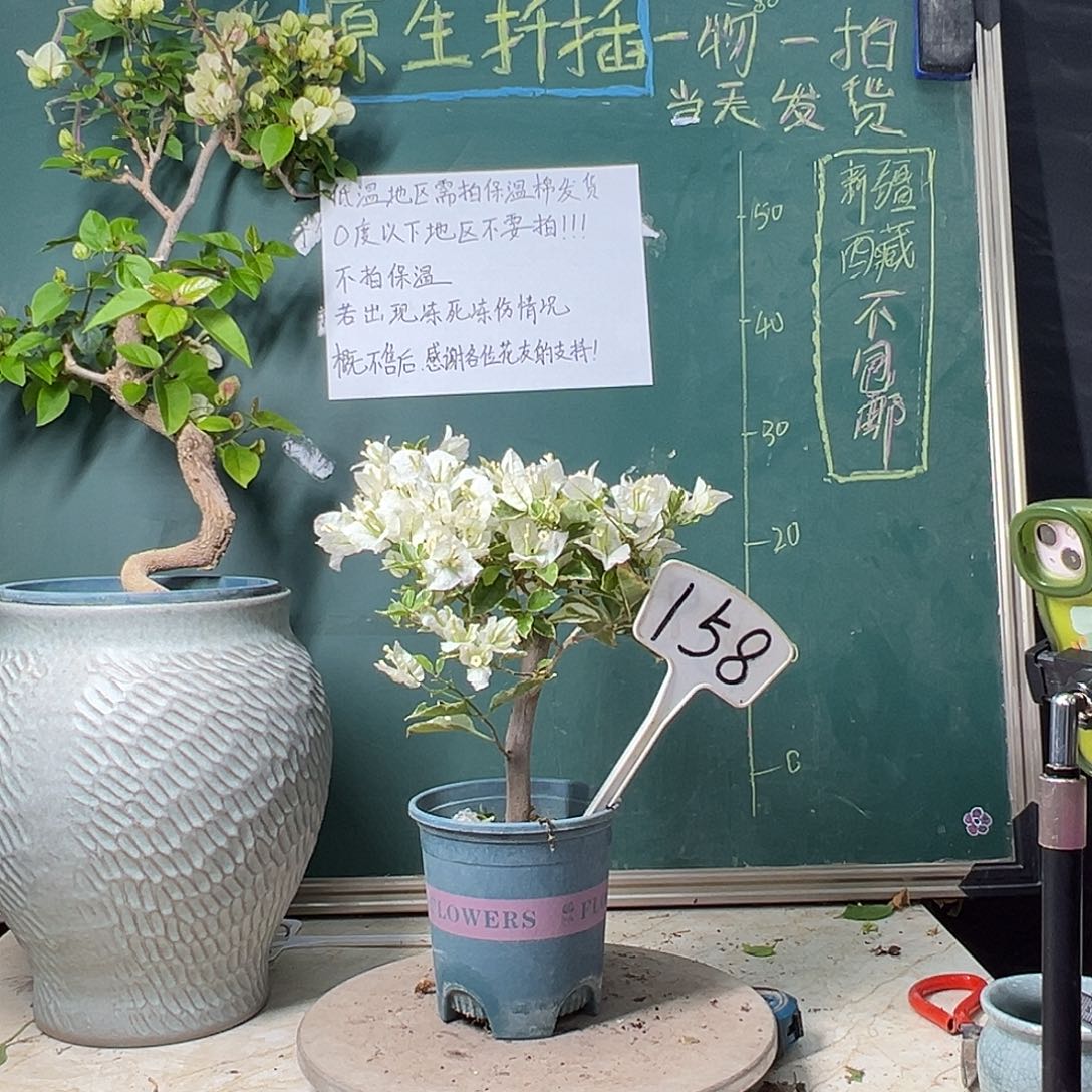 完全开放 银边白 158