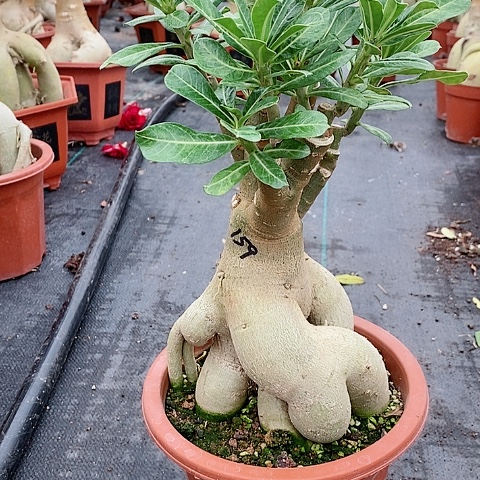 【闪购商品】无花朵幸**江