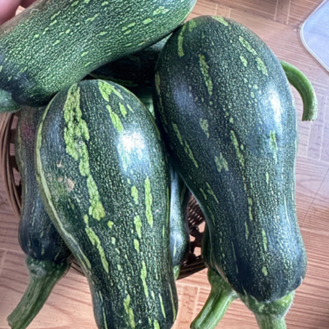 一村一品农家现收——【精选小南瓜】