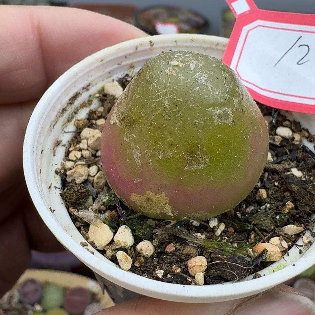 128多肉2.8厘米哈哈哈哈哈