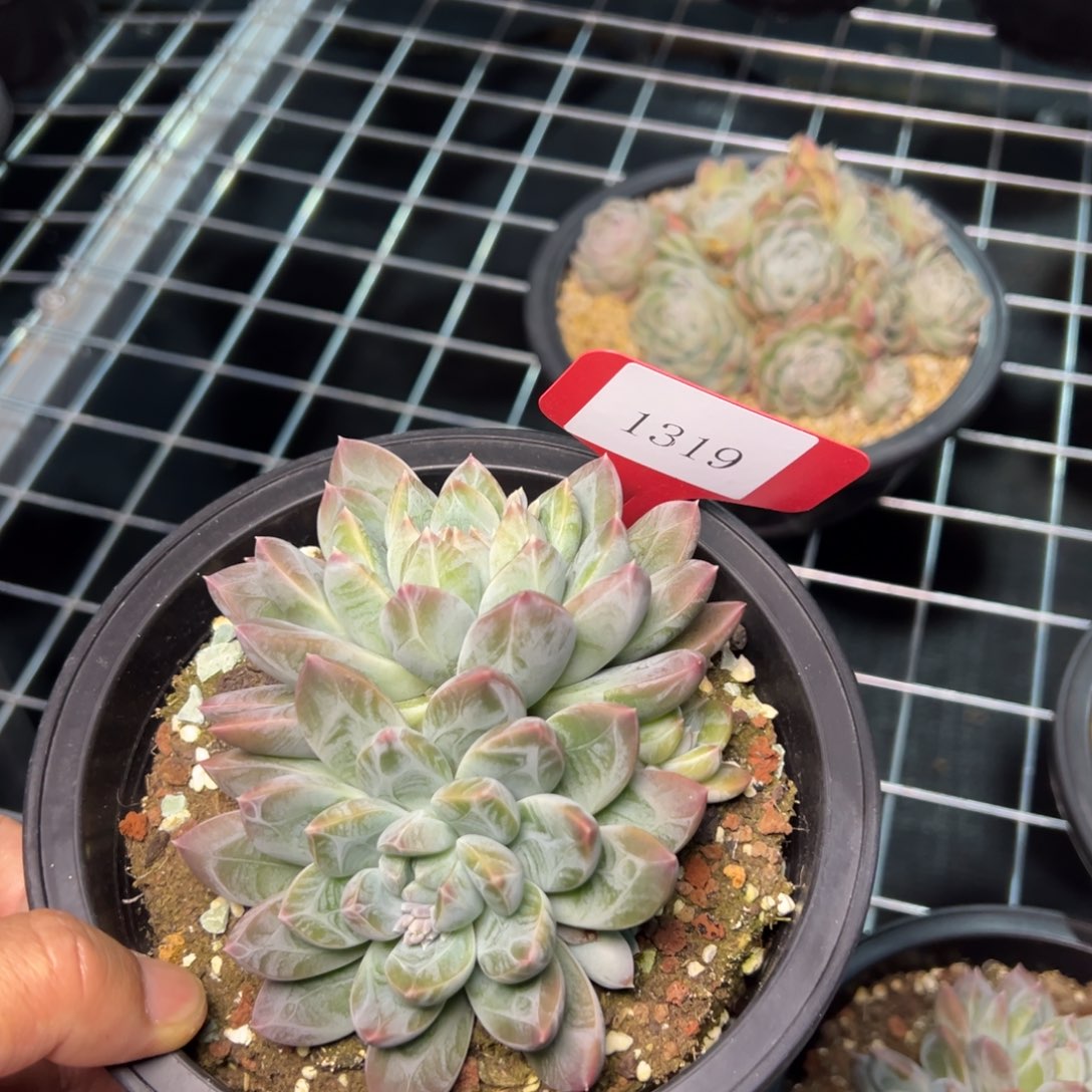 ?***.1319肉多肉多肉