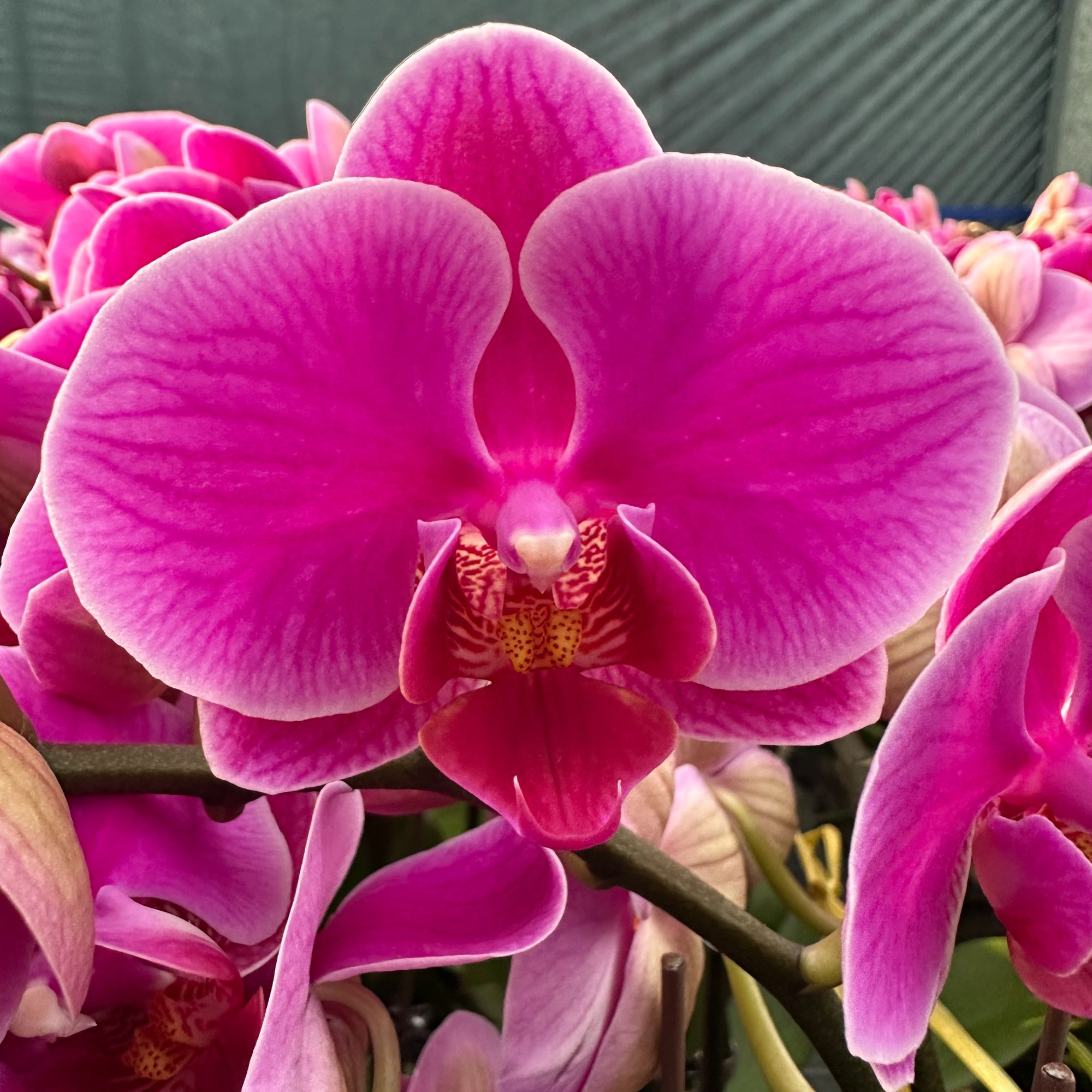 雅蝶兰选 （蝴蝶兰2233双剑带花）开花珠发货