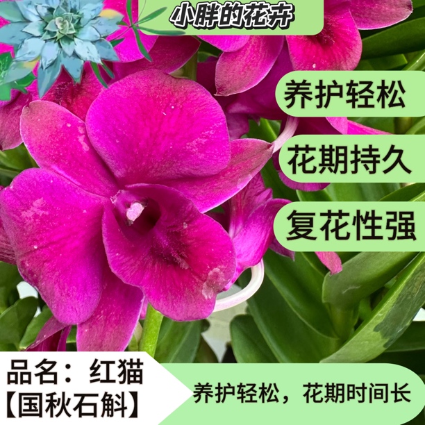 【小胖】《红猫》一支剑昆明直发 冻伤不售后