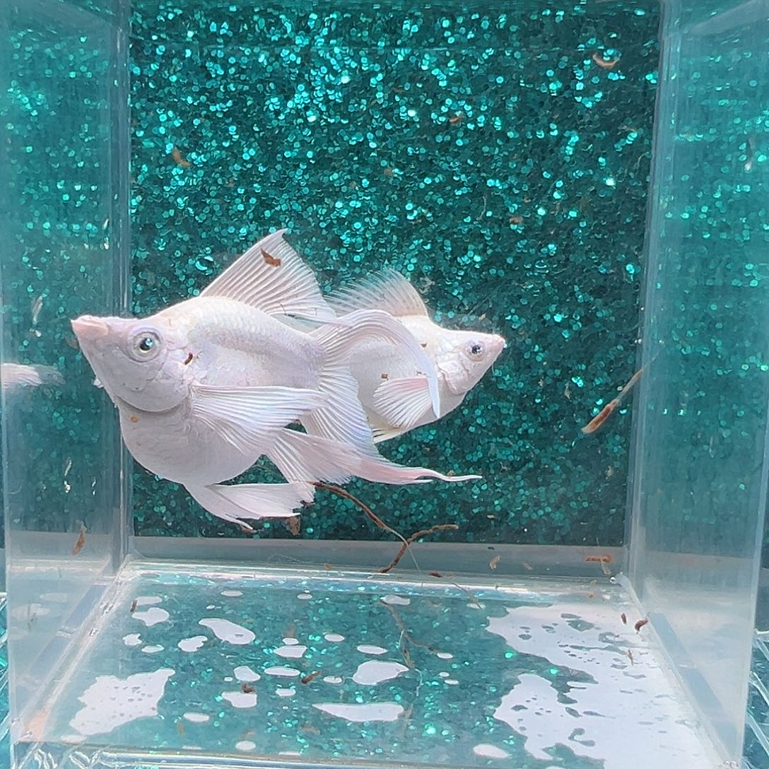孔雀鱼瓷白玛丽一对002