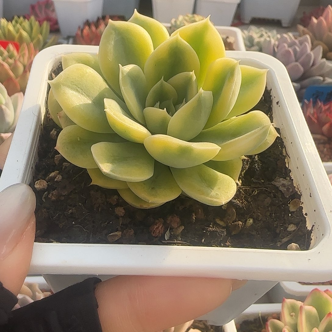 抹茶菩提锦多肉植物