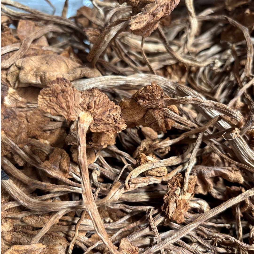  【福利品】四川菌王 高山茶树菇整根 新货干货