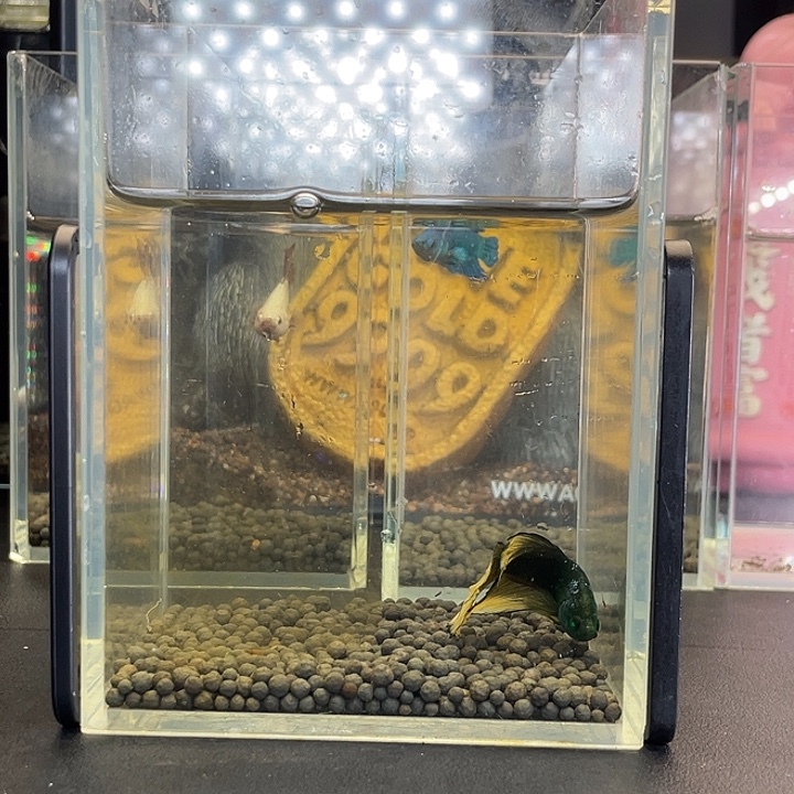 斗鱼20号923早绿半