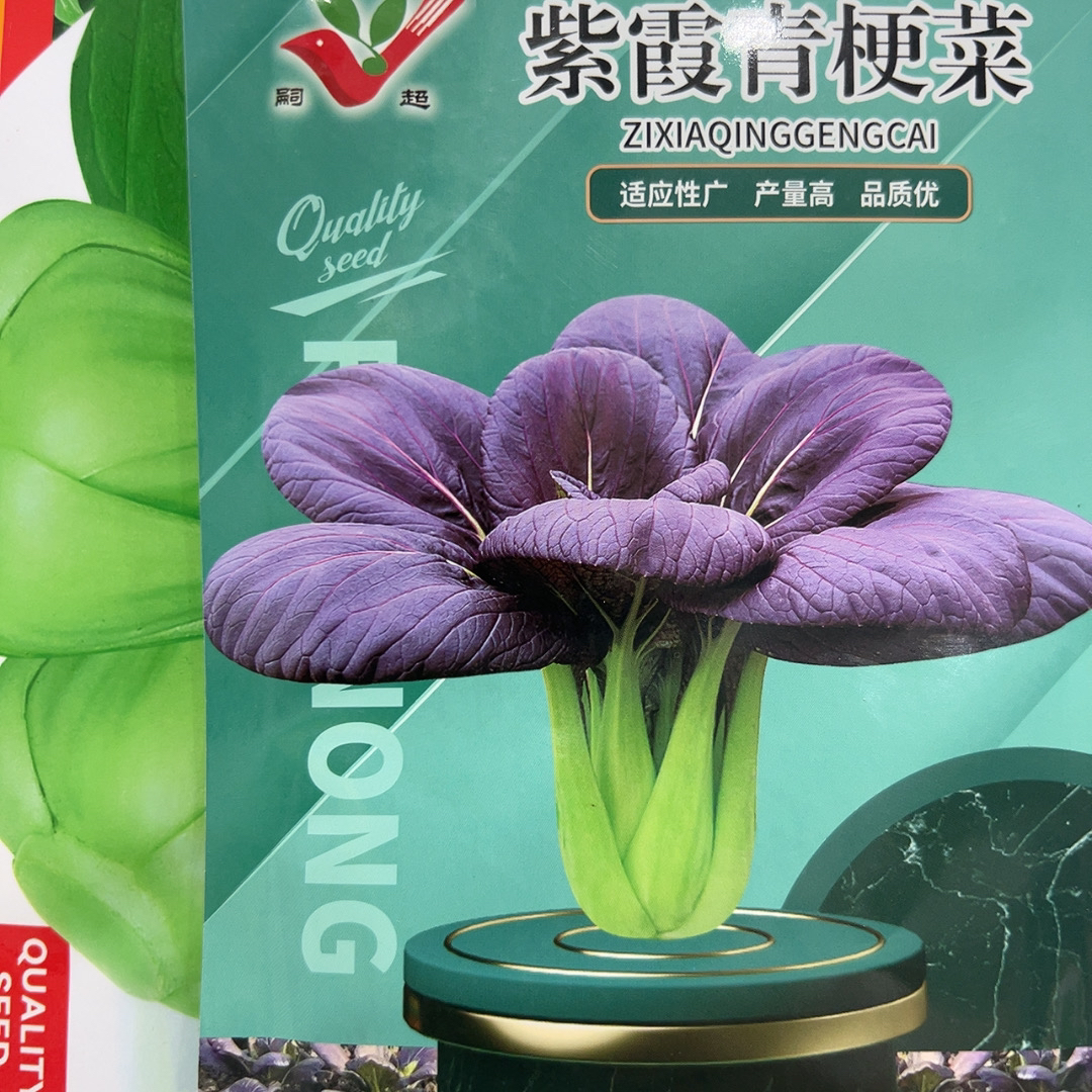 紫霞青梗菜种子（送绿油菜种子）