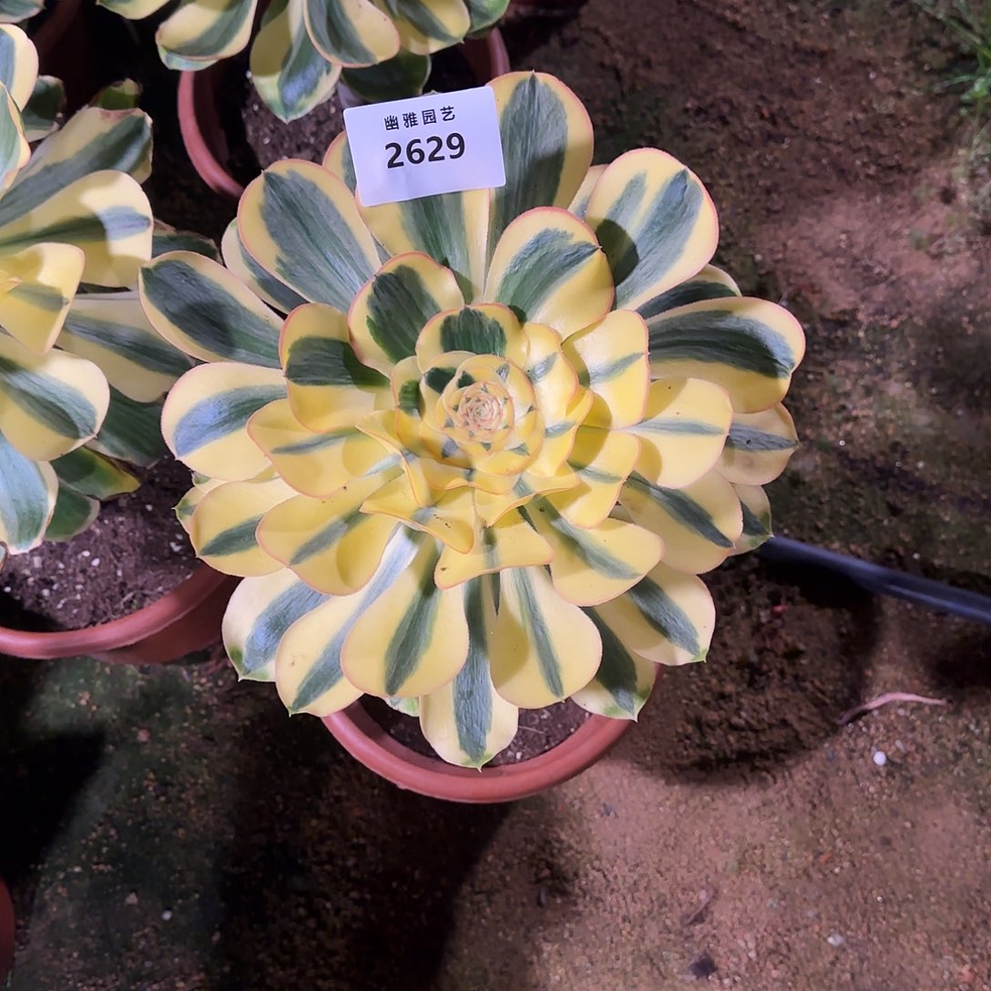 多肉植物王妃2629