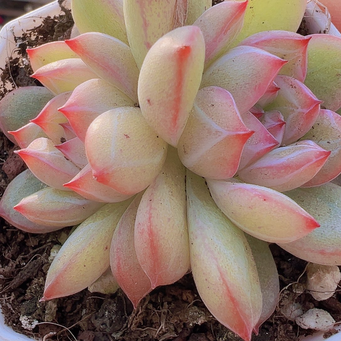 双头雪花珍妮19包邮