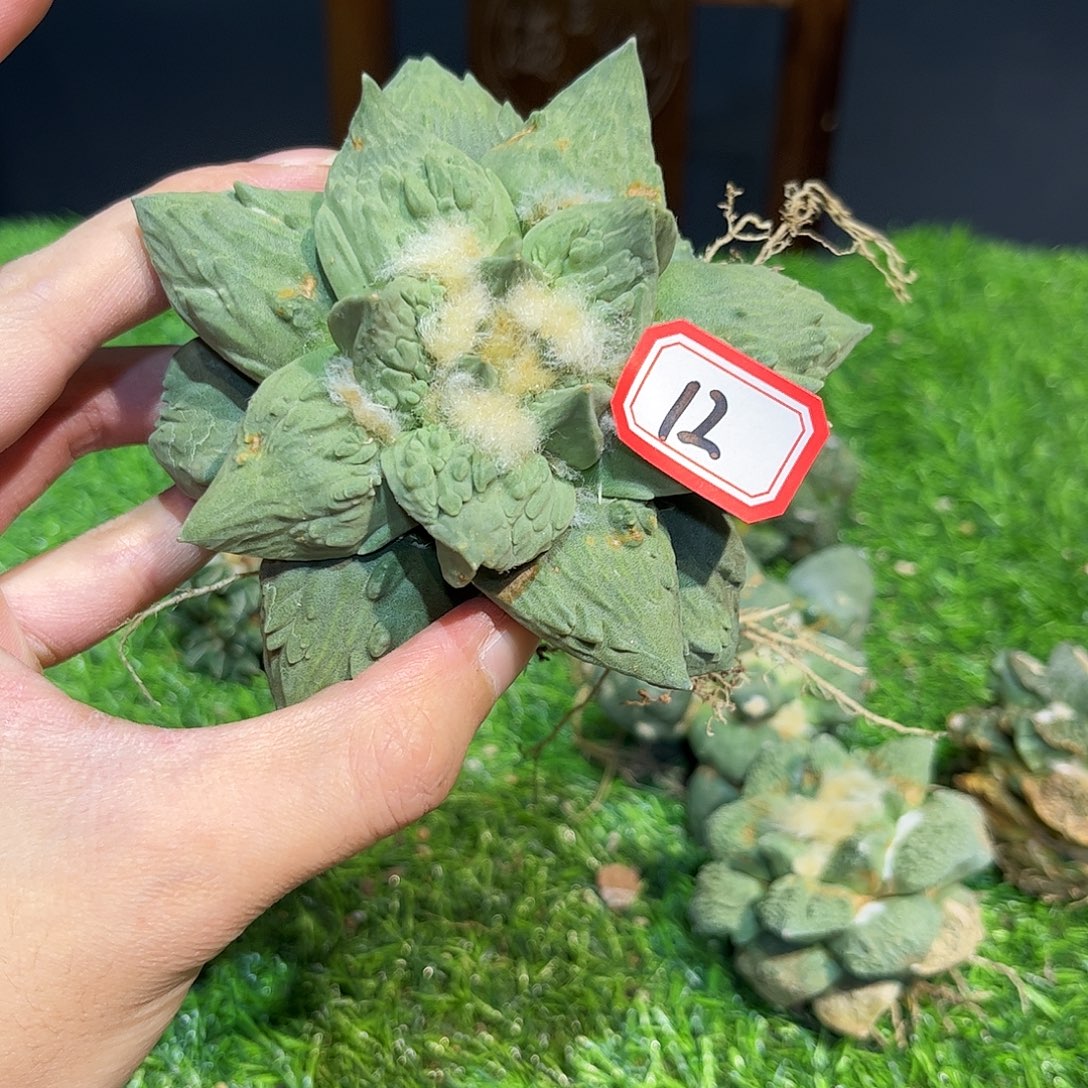 12号自根龙牙怒涛