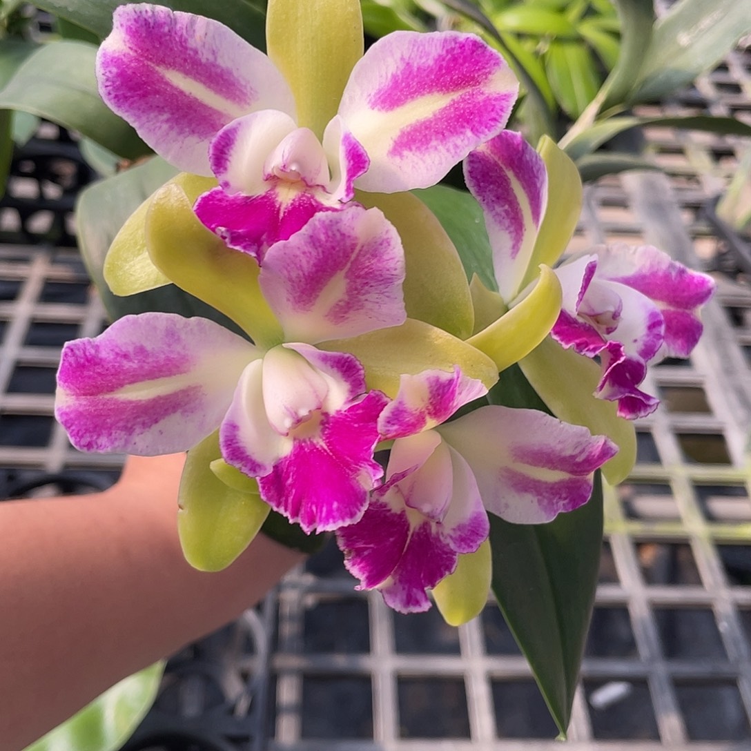 完全开放卡特兰绿精灵 100号