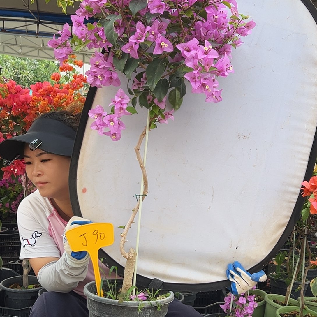 用***6大部分花苞少量开放J90巴西紫