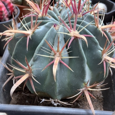 大日出仙人球30米