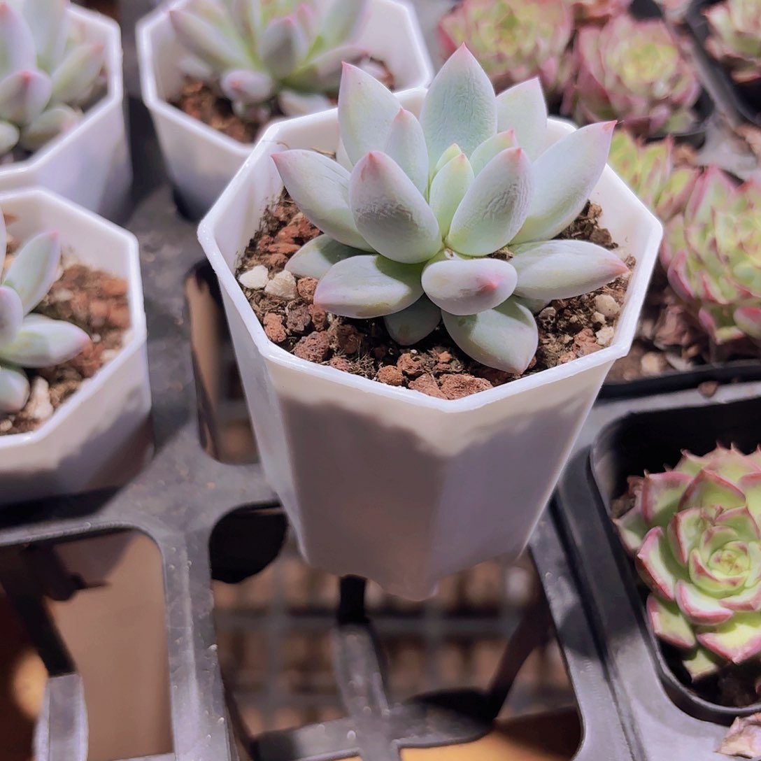 精品所罗门多肉植物