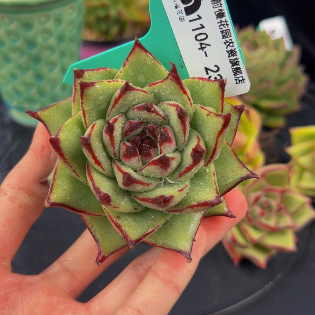 从前慢多肉编号1104-23