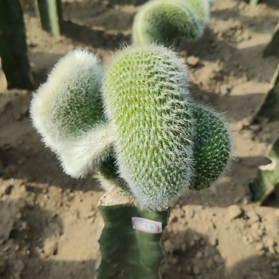 养***趣仙人球九尾狐缀化5583