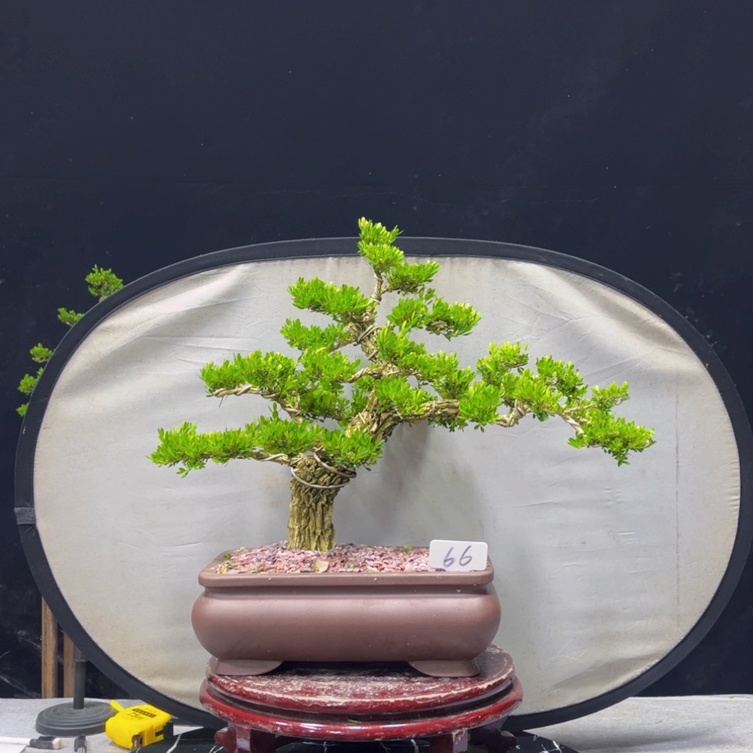 雄***下完全开放黄杨盆景
