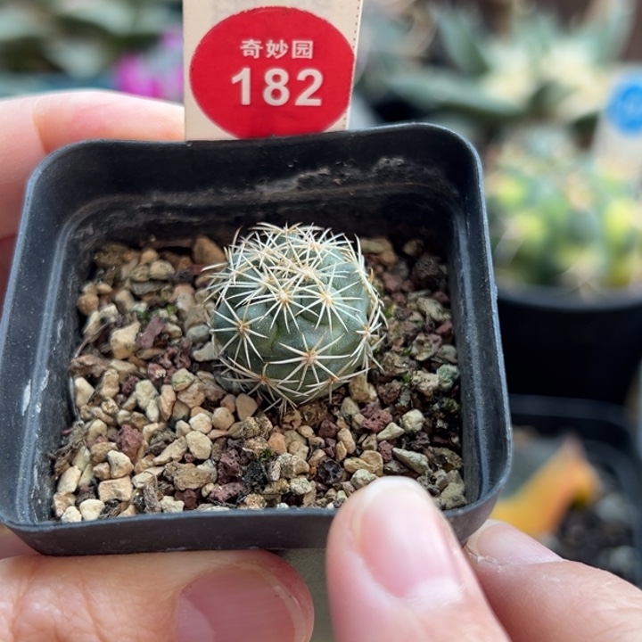 实生顶花凤舞2cm一棵仙人球