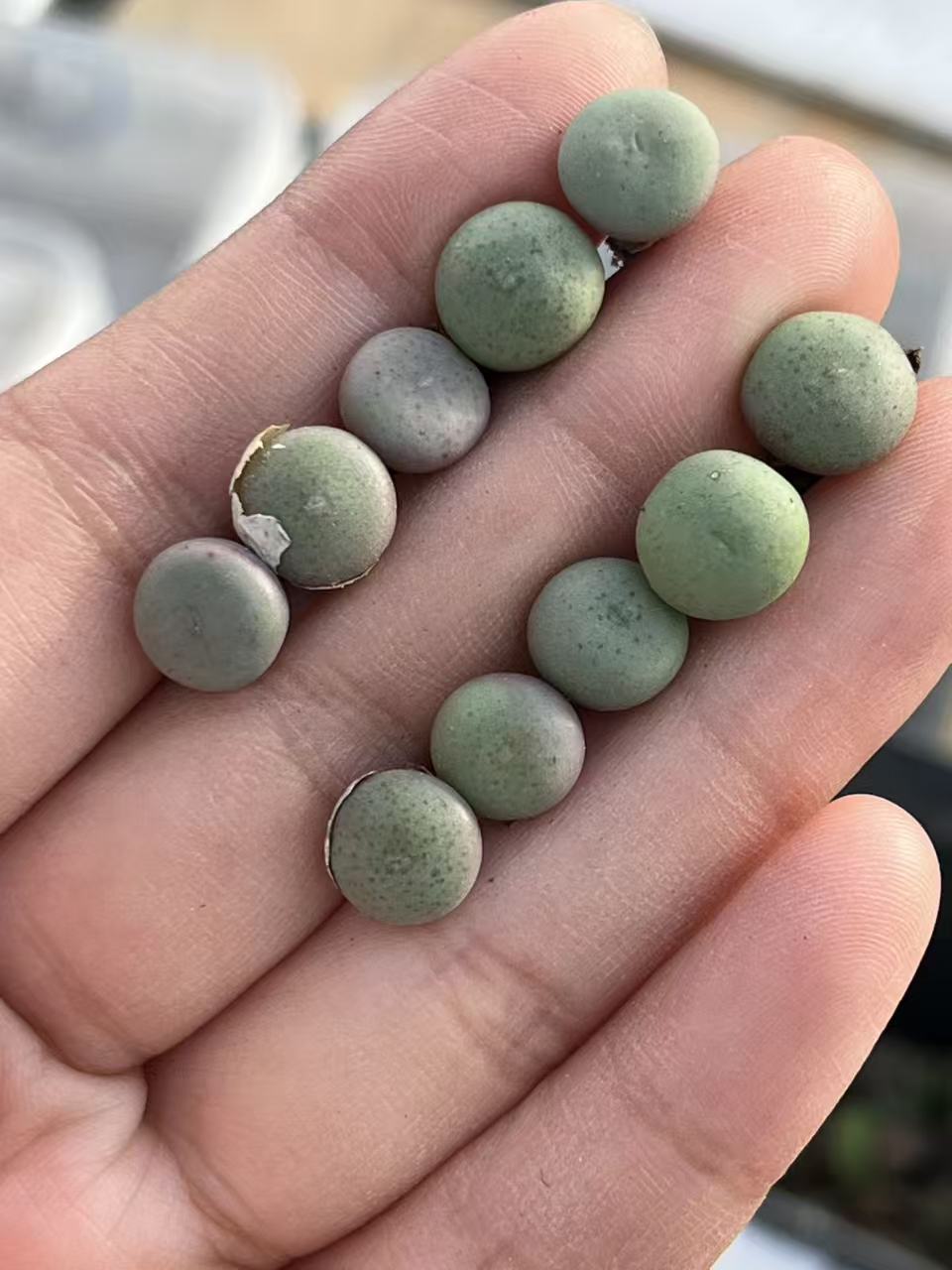 127多肉植物肉锥鸭嘴兽一颗