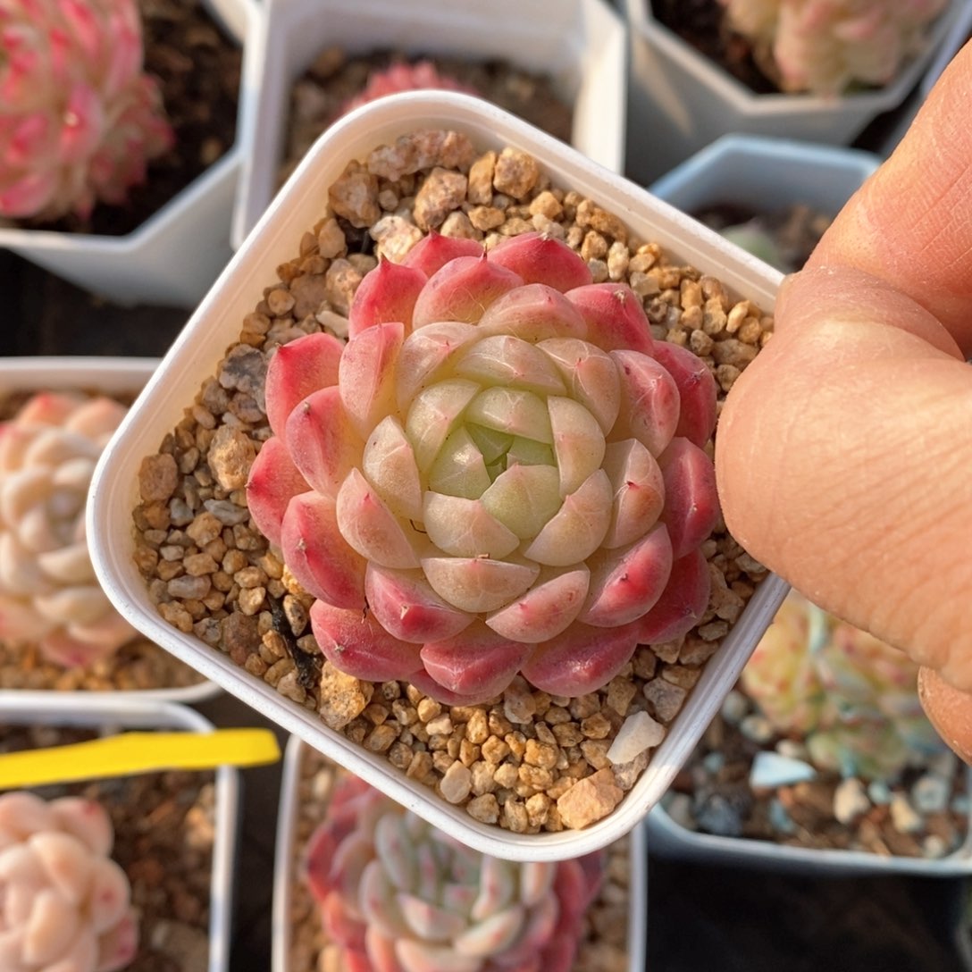 精品多肉一物一拍不包整403