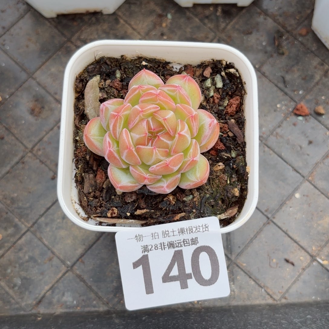 雪花珍妮无盆土发货