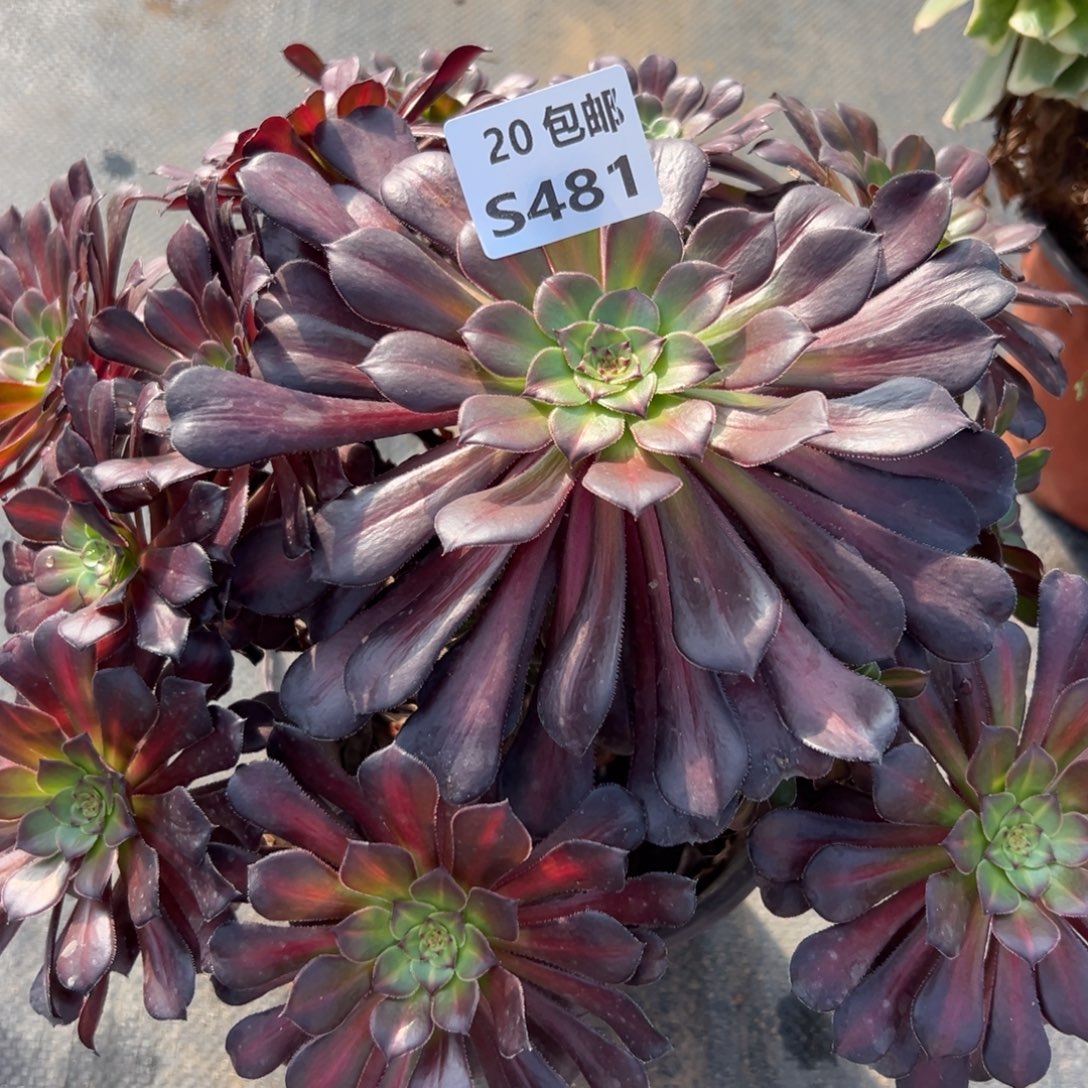 481月亮石，满20包邮嘟叮熊