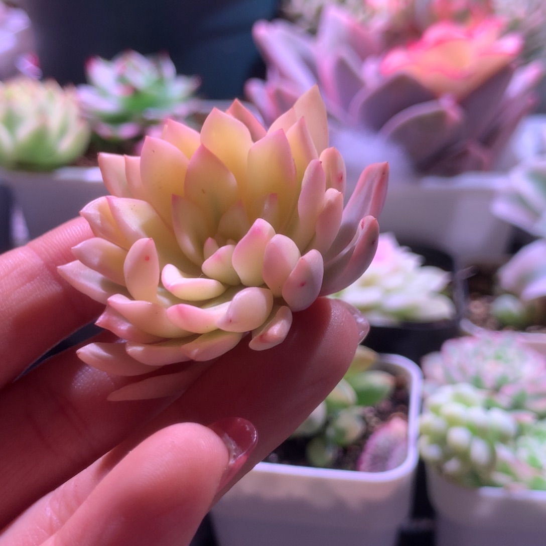 阿***张红宝石宽覆轮锦福利