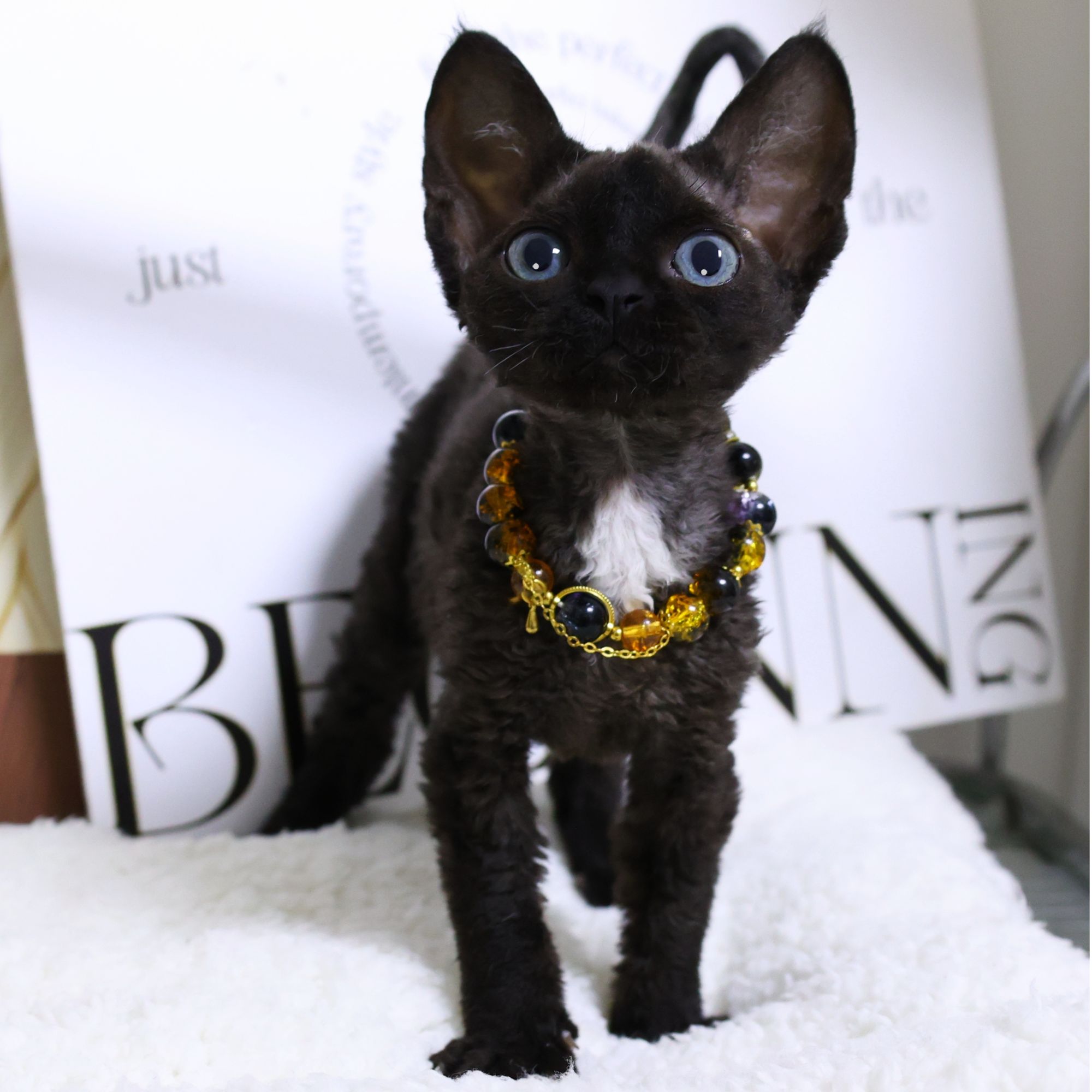 德文猫 纯黑妹妹-珠珠