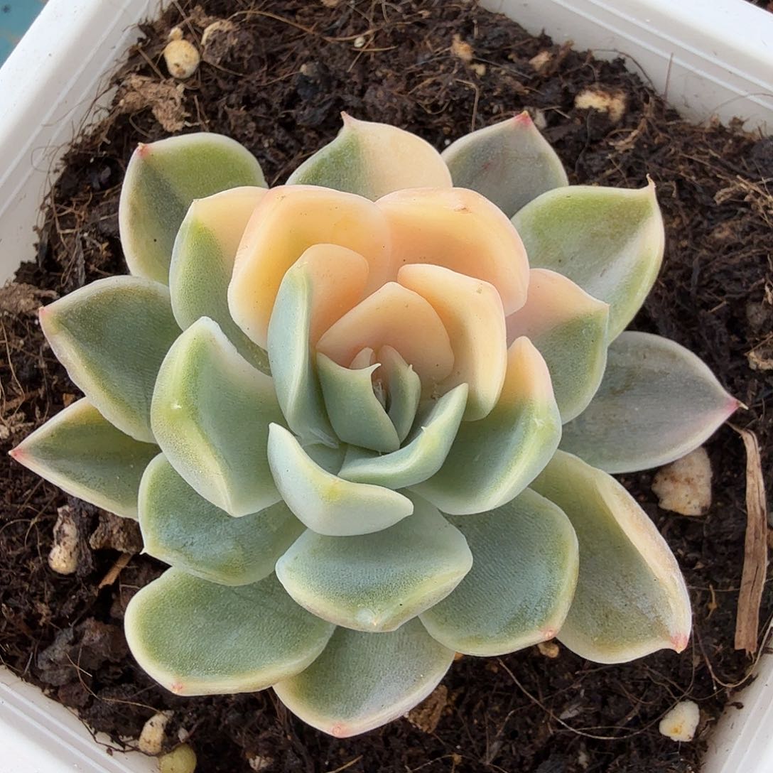 多肉锦，多肉植物