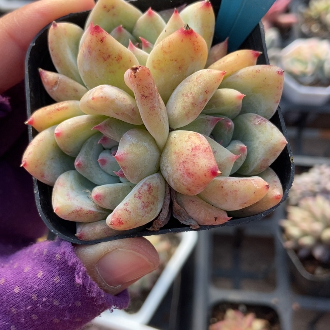 012白拉糖多肉植物