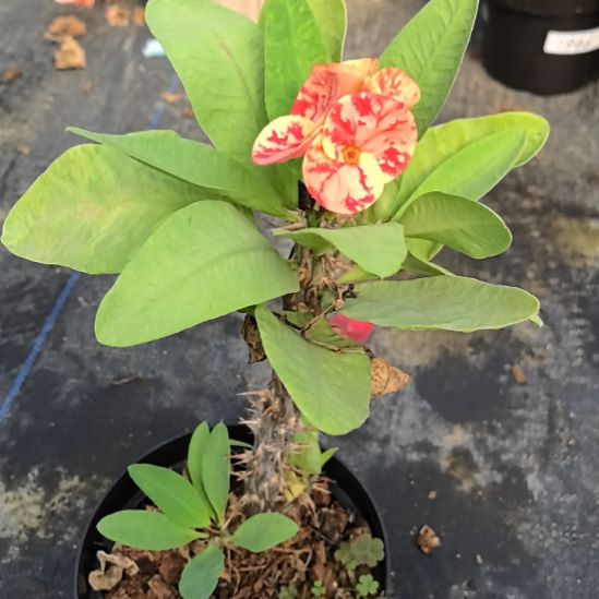 一***人完全开放月耀石直播间一物一拍