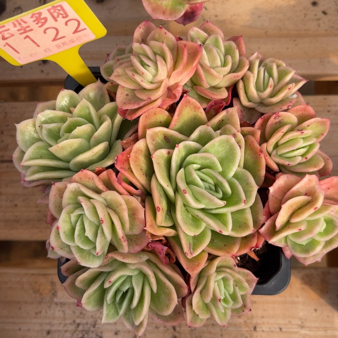 云尘多肉一物一拍不包整带土发1122