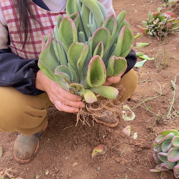 地栽火狐狸20公分发货（包邮不包损）