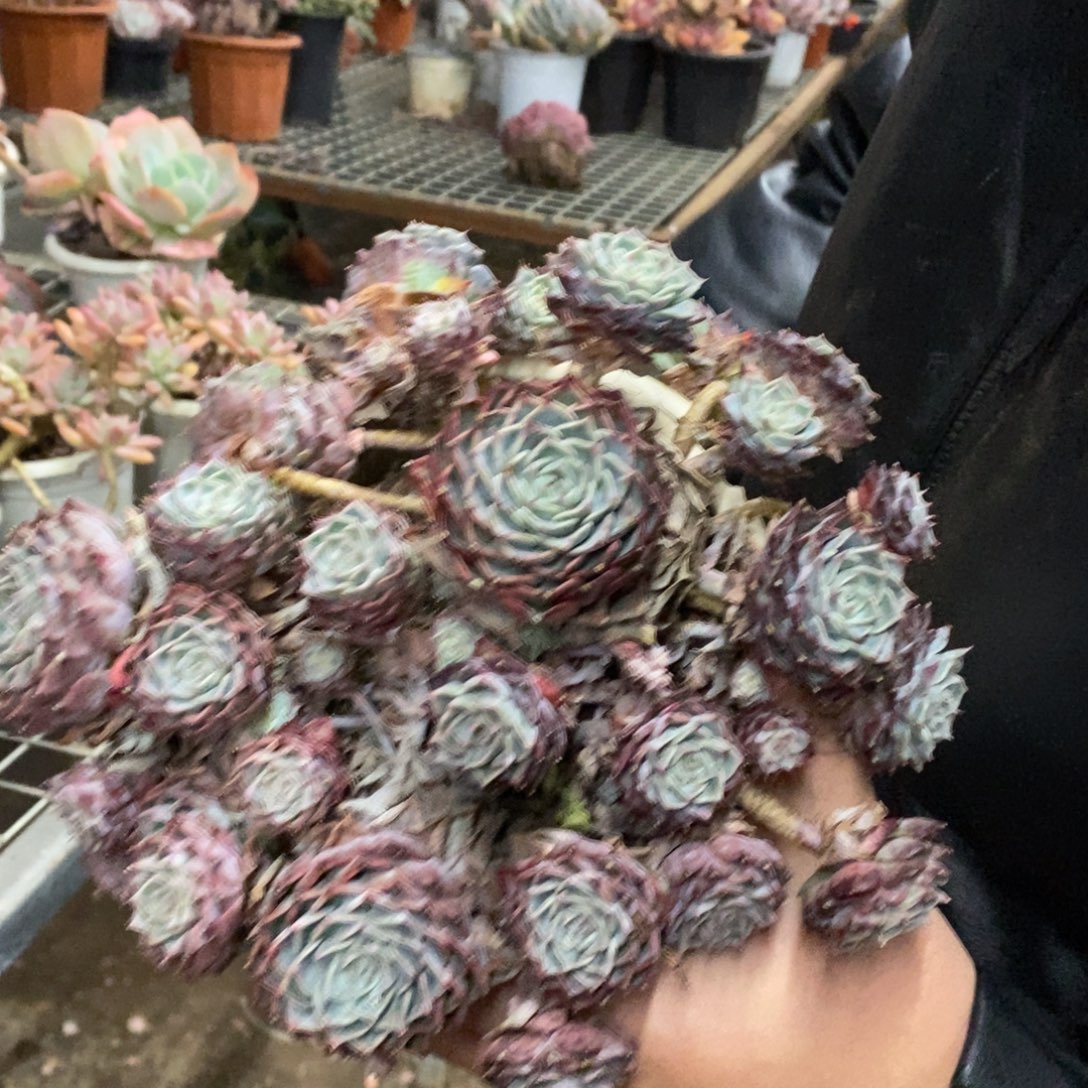 原始海滨格瑞带盆土