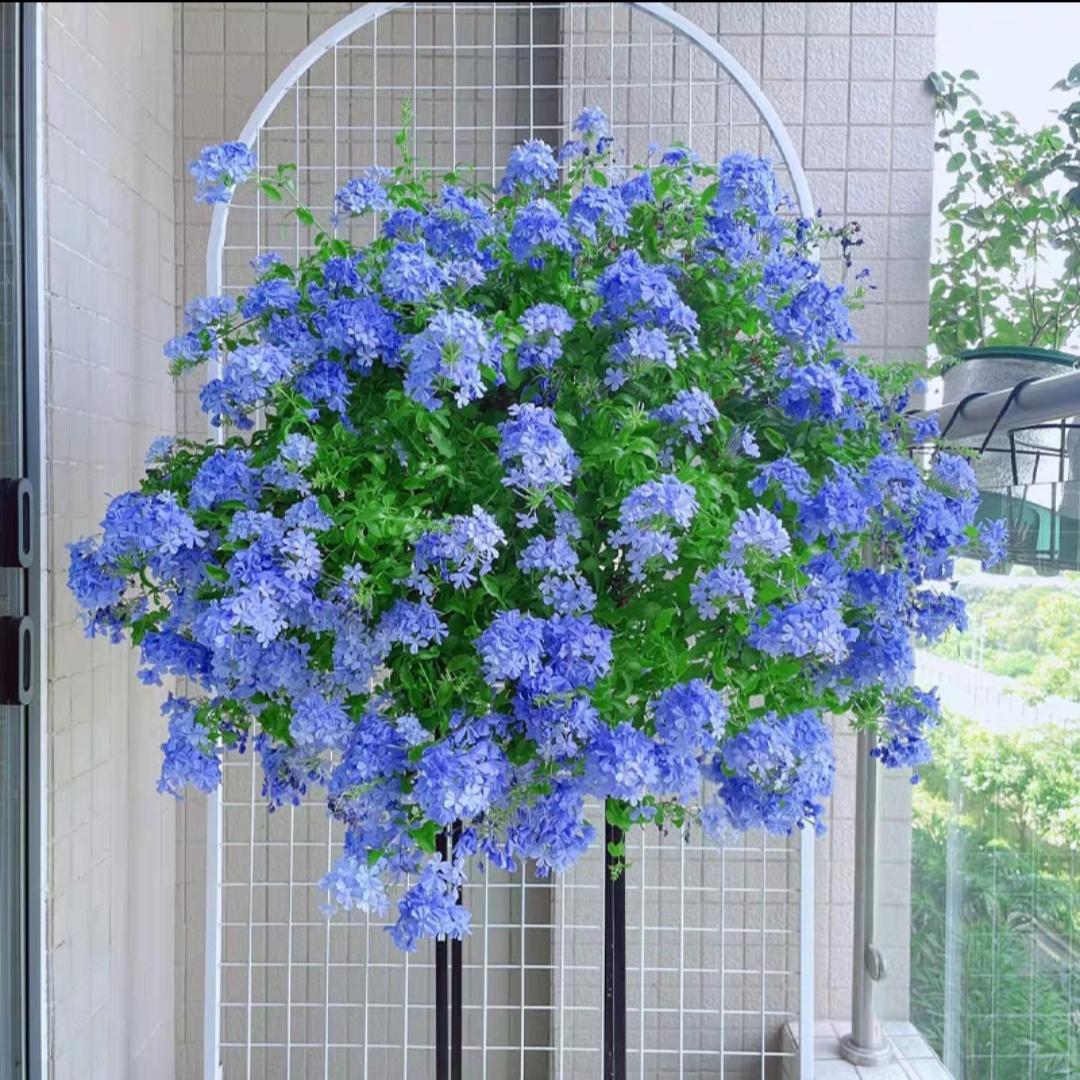 【蓝雪花】爆花机器花期长颜色梦幻耐热阳台庭院地栽好养护