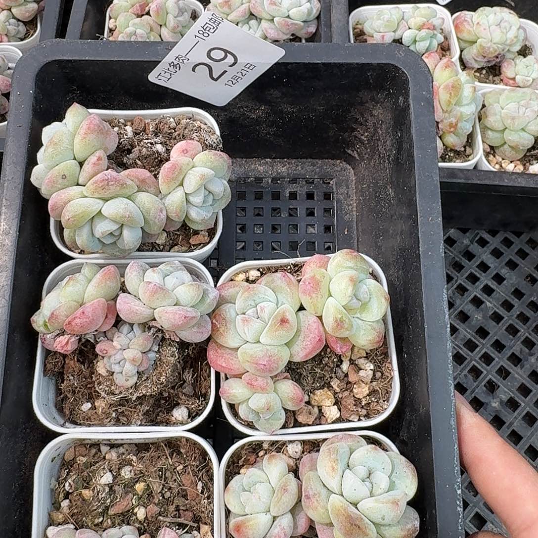 29 号到手1框一物一拍