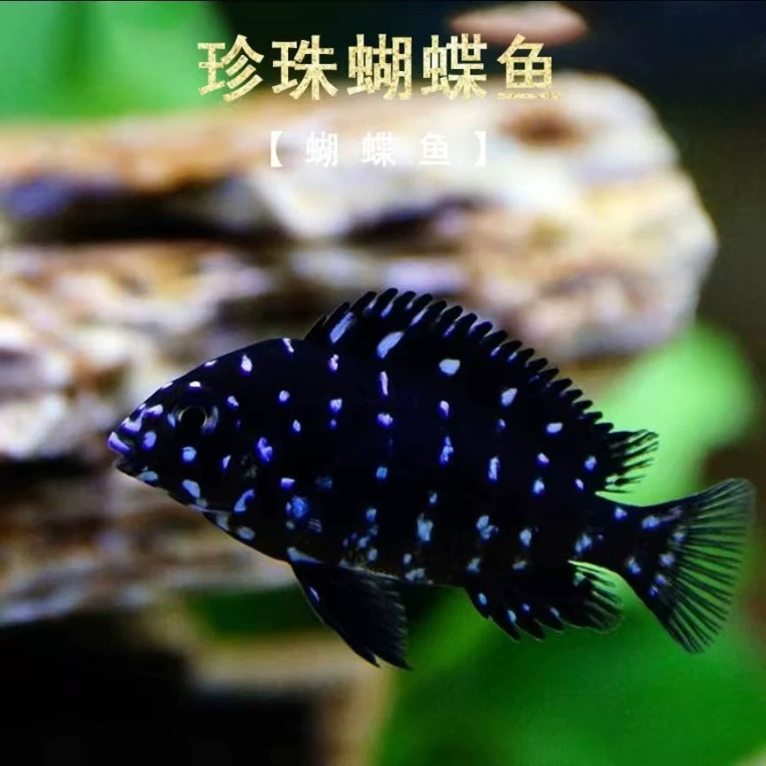 野生珍珠蝴蝶鱼三湖慈鲷坦鲷蓝面黑白蝴蝶观赏热带鱼活体