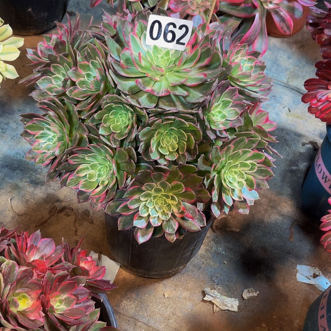 李***锋多肉法师62号万花筒发货不包损