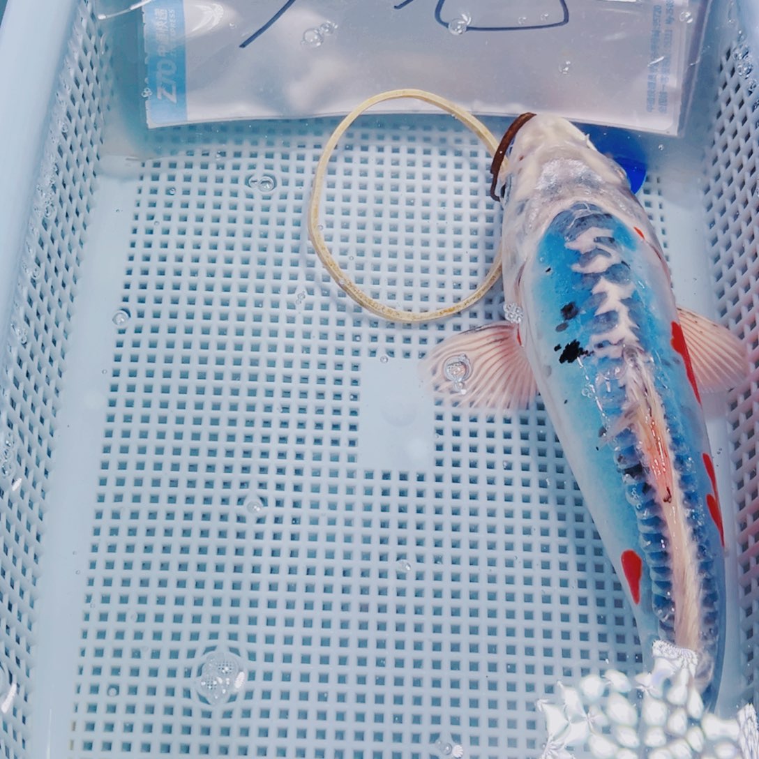 锦鲤锦鲤观赏鱼冷水125