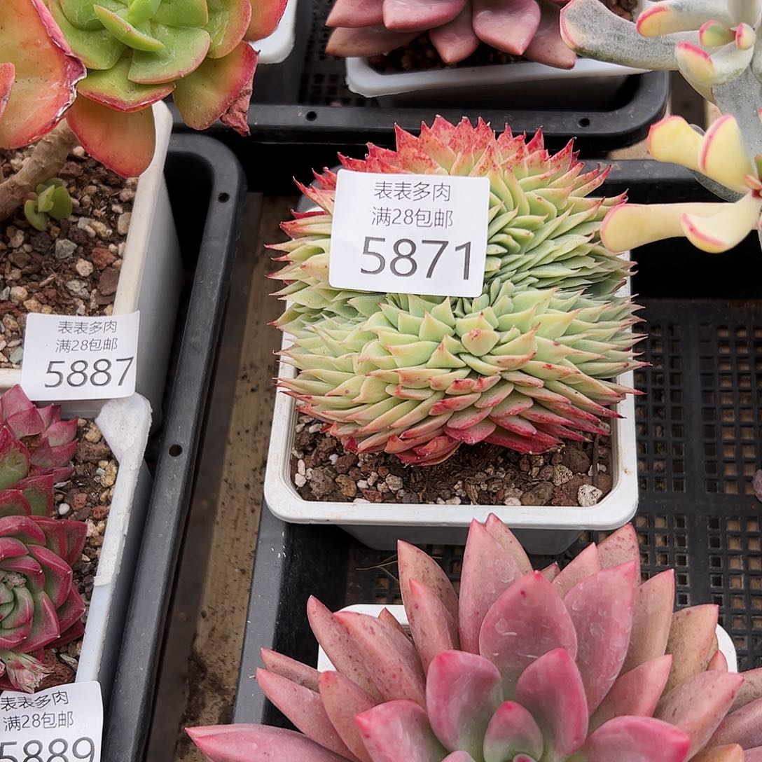 9号荣*我们的确是一，5871