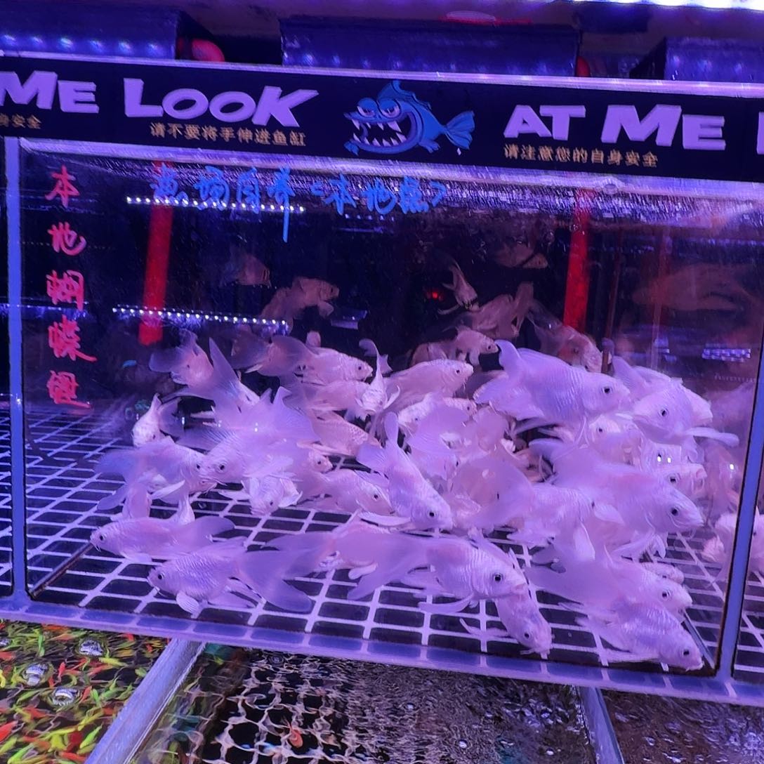 蝴蝶鲤鱼白色长尾长鳍9条(6条送3条备损)