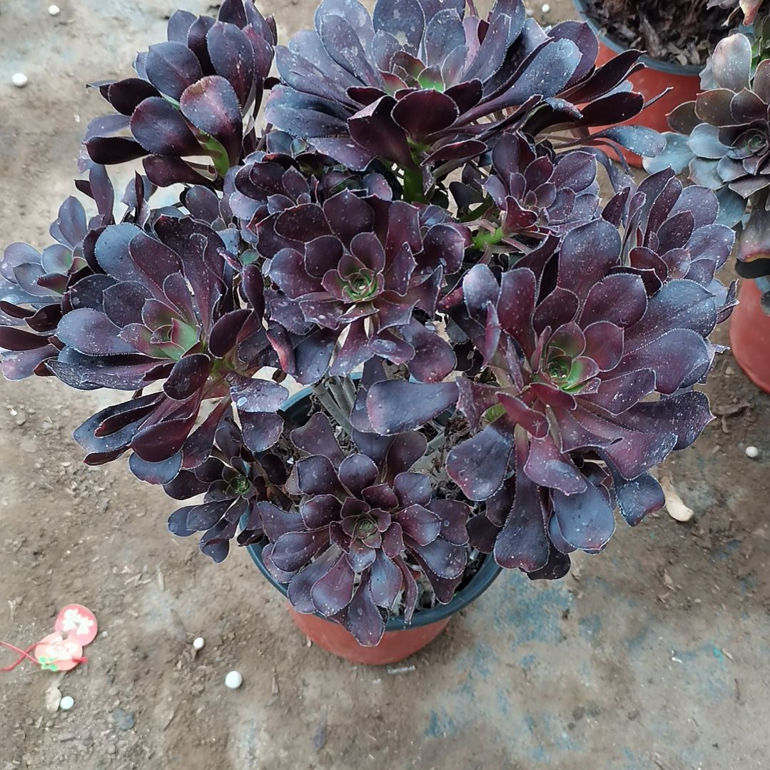 圆叶法师多肉法师多肉37102