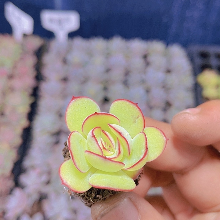 牡丹亭【满10颗包邮】