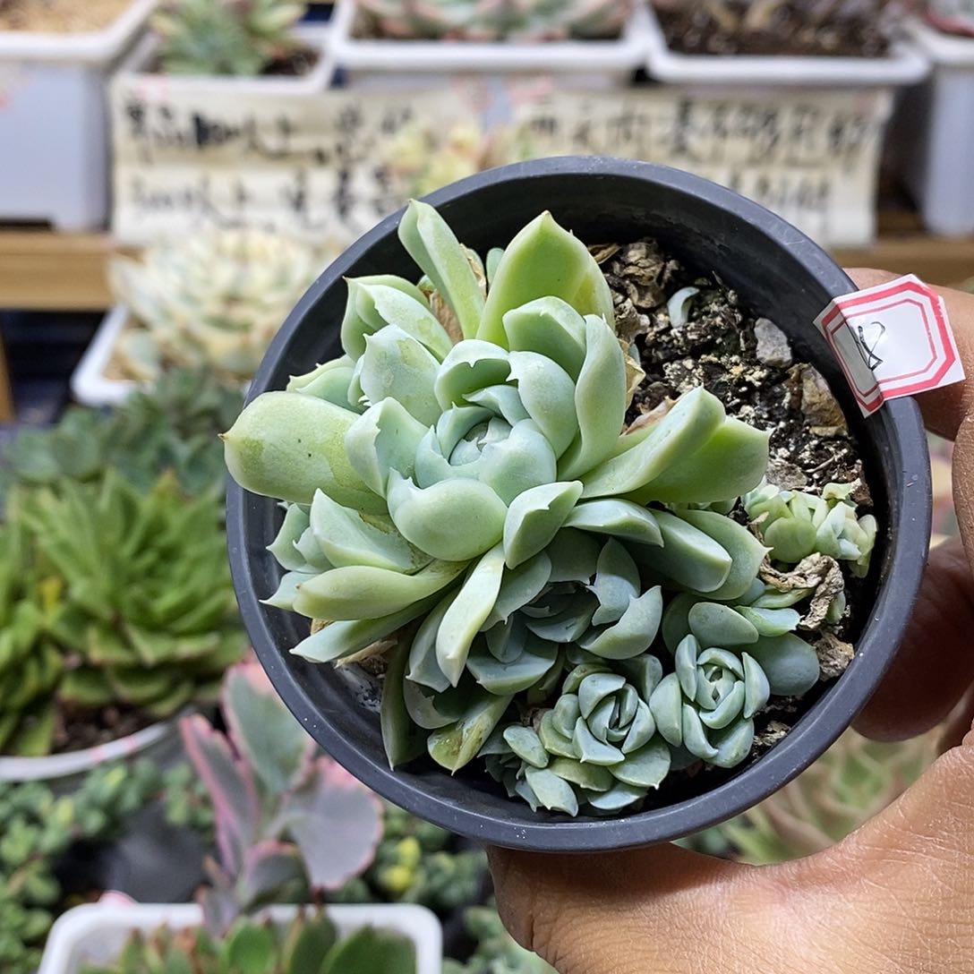 2268 白月影 不售后