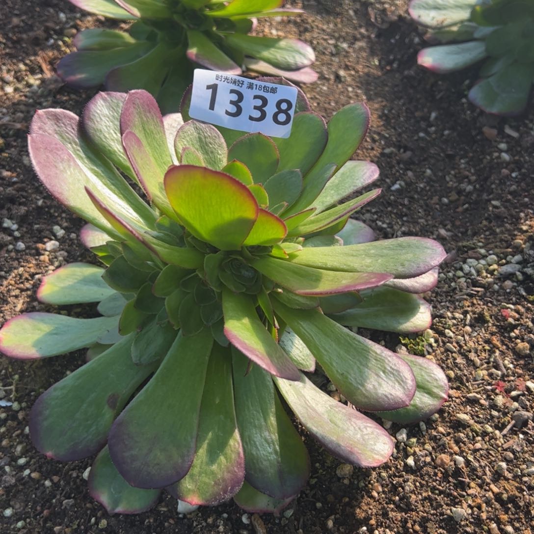 1338雨荷多肉植物